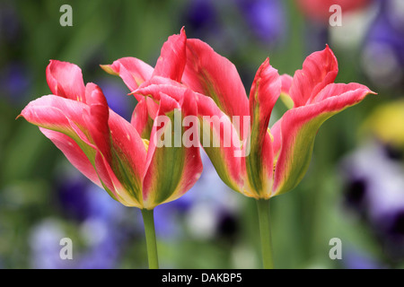 Jardin commun tulip (Tulipa Gesneriana), vert et rouge fleurs tulipes Banque D'Images