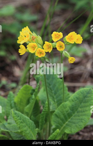 (Primrose Primula veris coucou bleu), la floraison, Allemagne Banque D'Images