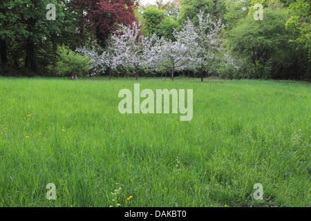 De cerise sauvage, cerise, gean, le merisier (Prunus avium), forêt de plaine au printemps avec les cerises sauvages, Allemagne, Bade-Wurtemberg Banque D'Images