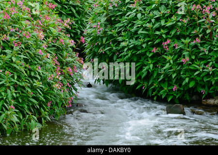 Balsamine de l'Himalaya Indien, rouge, sapin baumier, jewelweed, jewelweed ornementales casque de policier (Impatiens glandulifera), à Rivière-du-Nord - Westphalie, Allemagne, Banque D'Images