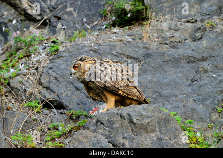 Le nord du grand-duc (Bubo bubo), les jeunes se nourrissent d'une colombe, Allemagne, Rhénanie du Nord-Westphalie Banque D'Images