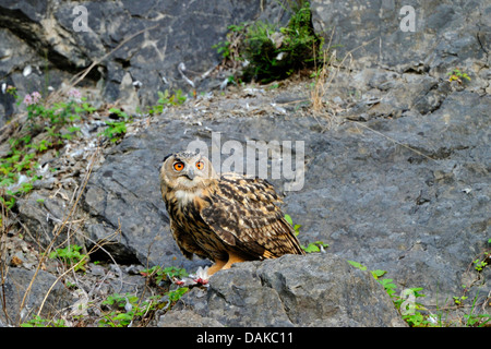 Le nord du grand-duc (Bubo bubo), les jeunes se nourrissent d'une colombe, Allemagne, Rhénanie du Nord-Westphalie Banque D'Images