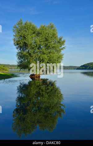 Le saule blanc (Salix alba), willow debout dans le lac, l'Allemagne, en Rhénanie du Nord-Westphalie, Rhénanie-Palatinat Banque D'Images