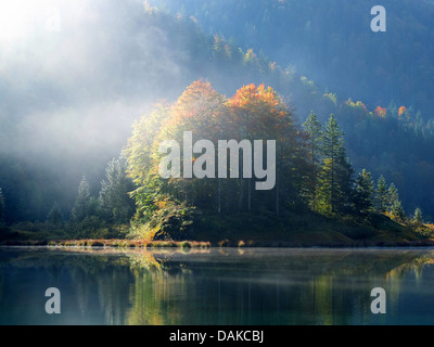 Matin de brume à l'Weitsee près de Reit im Winkel, automne de l'humeur, Allemagne, Bavière, Oberbayern, Haute-Bavière Banque D'Images