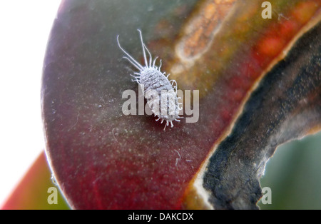 Cochenille Pseudococcus longispinus longtailed (cochenille), sur une feuille d'orchidée papillon Banque D'Images