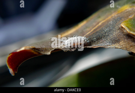 Cochenille Pseudococcus longispinus longtailed (cochenille), sur une feuille d'orchidée papillon Banque D'Images