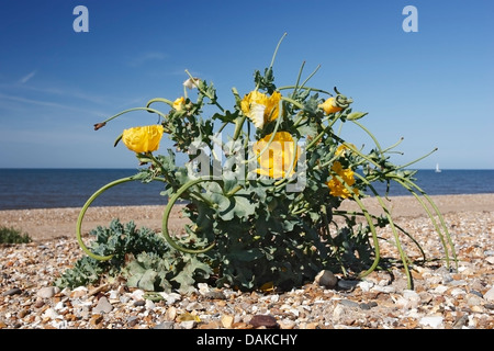 Le pavot cornu jaune Glaucium flavum () fleur sur plage de galets avec vue sur la mer et la voile en arrière-plan, Norfolk, Angleterre, Royaume-Uni, Europe Banque D'Images