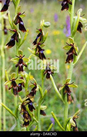 L'orchidée Ophrys insectifera (fly), la floraison, l'Allemagne, Rhénanie-Palatinat, dans l'Eifel Banque D'Images