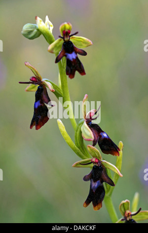 L'orchidée Ophrys insectifera (fly), inflorescence, Allemagne, Rhénanie-Palatinat, Eifel Banque D'Images