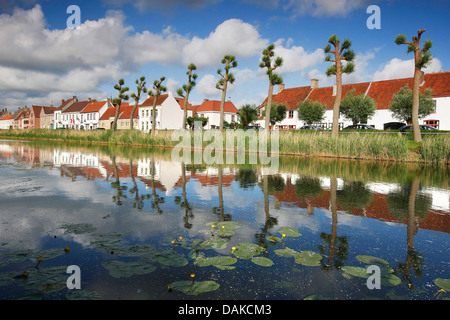 Le saule, l'osier (Salix spec.), Rangée d'arbres le long de la Damse Vaart, Belgique, Flandre occidentale, Damme Banque D'Images