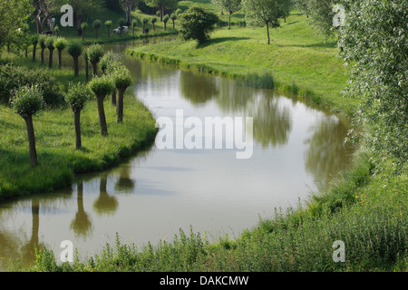 Le saule, l'osier (Salix spec.), saules étêtés le long d'un canal , Belgique Banque D'Images