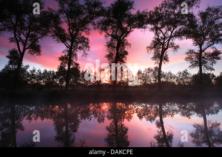 Le saule, l'osier (Salix spec.), rangée d'arbres le long de canal, Belgique Banque D'Images