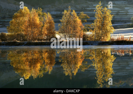 Bouleau commun, le bouleau verruqueux, bouleau blanc européen, le bouleau blanc (Betula pendula, Betula alba), au bord d'un lac à la fin de l'automne, la France, le Col d'arsine Banque D'Images