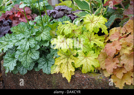 Heucherella (Heucherella spec.), les cultivars Alabama Sunrise, vert, caramel d'Épices Banque D'Images