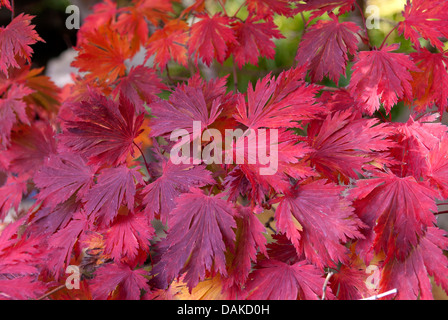 L'érable japonais (Acer japonicum 'Aconitifolium', Acer japonicum Aconitifolium), le cultivar Aconitifolium, Berlin Banque D'Images