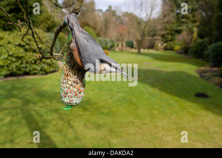 Sittelle torchepot (Sitta europaea), à un petit sac avec des cacahuètes dans un jardin, Allemagne, Rhénanie du Nord-Westphalie Banque D'Images