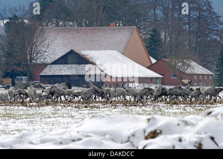 Grue cendrée grue eurasienne, (Grus grus), le repos pendant la migration hors de l'hivernage au printemps, l'ALLEMAGNE, Basse-Saxe, elle Openweher Oppenwehe, Moor Banque D'Images