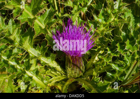 Le chardon des champs (Cirsium acaule), la floraison, l'Italie, le Tyrol du Sud, Dolomiten Banque D'Images