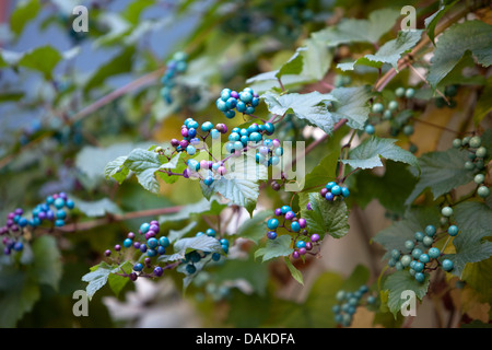 Vigne raisin, vigne (Vitis vinifera), plante ornementale avec des bleus, l'Allemagne, Rhénanie-Palatinat, Palatinat Banque D'Images