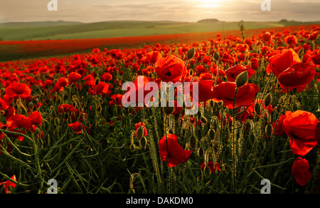 Champ de coquelicots fleurs sur une forte intensité du rétroéclairage du coucher du soleil, Brighton, East Sussex, England, UK Banque D'Images