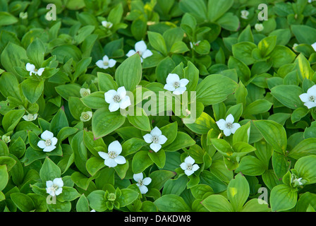 Le cornouiller du Canada, dwarf cornel (Cornus canadensis), la floraison, Allemagne Banque D'Images