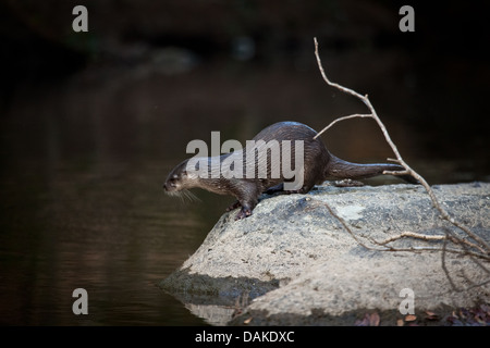 La loutre néotropicale, sci. nom ; Lontra longicaudis Cocle, province, République du Panama. Banque D'Images