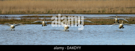 Le Cygne siffleur (Cygnus columbianus), de nombreux cygnes siffleurs atterrissage sur l'eau, Pays-Bas, Texel Banque D'Images