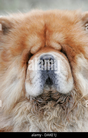 Chow Chow (Canis lupus f. familiaris), portrait Banque D'Images