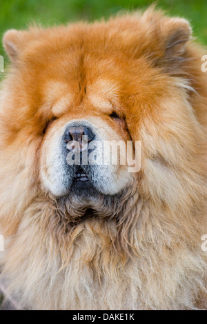 Chow Chow (Canis lupus f. familiaris), portrait Banque D'Images