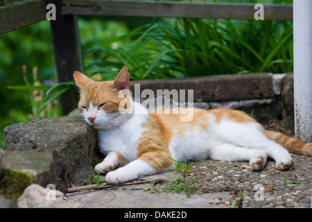 Chat domestique, le chat domestique (Felis silvestris catus) f., dormir sur une terrasse, Allemagne Banque D'Images