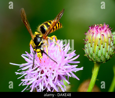 Yellow Jacket Wasp perché sur une fleur la collecte du pollen. Banque D'Images