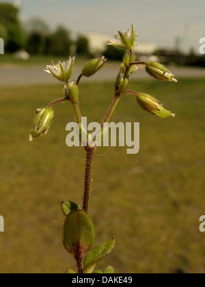 Cerastium glutinosum (Cerastium glutinosum), inflorescence, Allemagne Banque D'Images