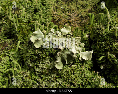 Greenshield commun lichen (Flavoparmelia caperata, Parmelia caperata), sur l'écorce avec Cladonia, Allemagne Banque D'Images