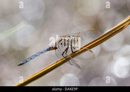 Skimmer carénées mâles Orthetrum coerulescens (libellule) Banque D'Images