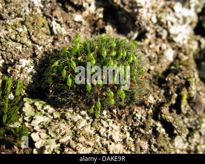 Coussin de mousse, trottoir d'argent (Grimmia pulvinata), sur l'écorce, Allemagne, Rhénanie du Nord-Westphalie Banque D'Images