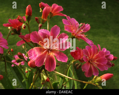 Amère siskiyou-racine (Lewisia cotyledon), fleurs Banque D'Images