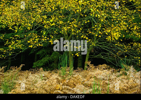 Fougère aigle (Pteridium aquilinum), bord de la forêt en automne avec de la fougère, l'Allemagne, en Rhénanie du Nord-Westphalie, région du Bergisches Land Banque D'Images