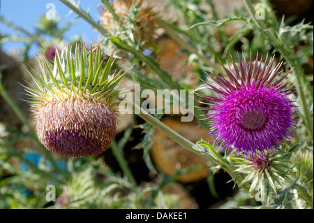 Le musc chardon, chardon penché (Carduus nutans), la floraison, l'Allemagne, Rhénanie du Nord-Westphalie Banque D'Images