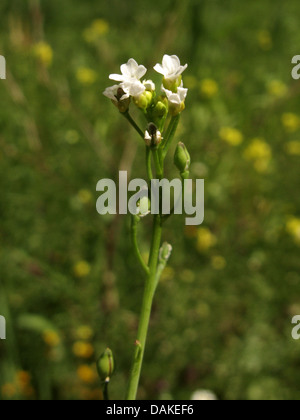 Calepina, balle blanche-moutarde (Calepina irregularis), de fleurs et de fruits, Grèce, Macédoine Banque D'Images