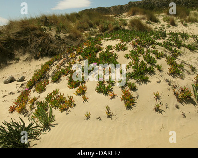 Sally mon beau, Hottentots Carpobrotus acinaciformis (fig), naturalisé sur une dune, Grèce, Macédoine, Elafonisos Banque D'Images