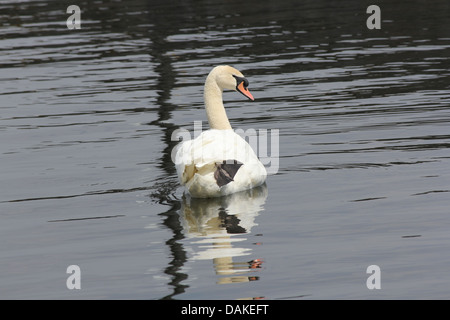 Beau Cygne muet natation nonchalamment dans une crique d'un grand lac. Banque D'Images