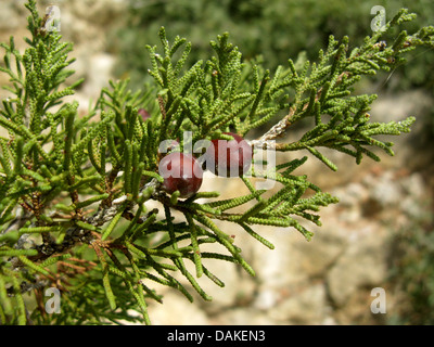 Genévrier phénicien (Juniperus phoenicea), de la direction générale avec les graines mûres, Grèce, Macédoine Banque D'Images