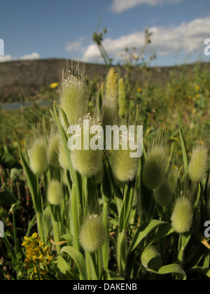 Hare's tail-herbe, Bunnytail (Lagurus ovatus), la floraison, la Grèce, Péloponnèse Banque D'Images