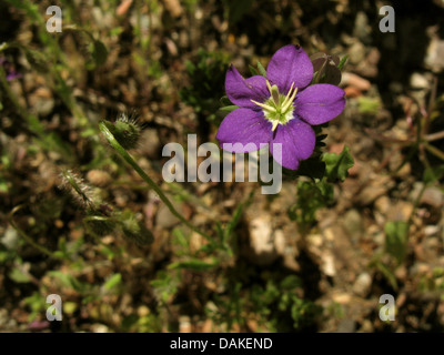 La grande vénus-à-glass (Legousia speculum-veneris), la floraison, la Grèce, Péloponnèse Banque D'Images