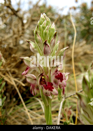 Orchidées (Orchis coriophora ssp. fragrans), inflorescence, Grèce, Macédoine Banque D'Images