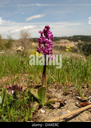 Sur place quatre à quatre, orchis Orchis tacheté (Orchis quadripunctata), la floraison, la Grèce, le Péloponnèse, Parnon Banque D'Images