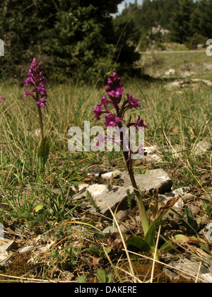 Sur place quatre à quatre, orchis Orchis tacheté (Orchis quadripunctata), dans un pré en fleurs, Grèce, Macédoine, Parnon Banque D'Images