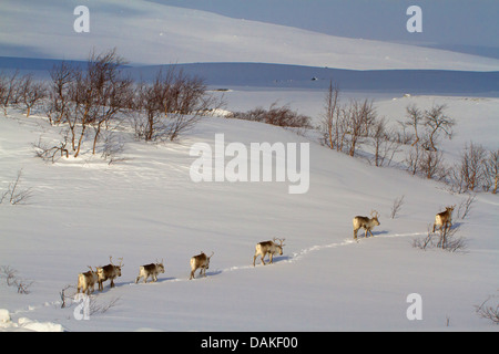 Le renne, le caribou (Rangifer tarandus), troupeau de marcher l'un derrière l'autre en paysage de neige, en Norvège, Nordland, Saltfjell Banque D'Images