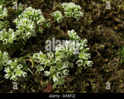 Knawel vivaces (Scleranthus perennis), la floraison, l'Allemagne, Rhénanie-Palatinat Banque D'Images
