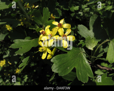 Cassis (Ribes aureum d'or), la direction générale en fleurs Banque D'Images
